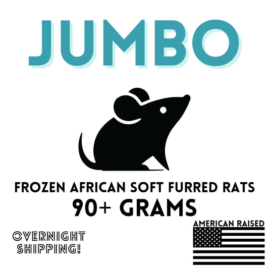 Frozen Jumbo African Soft Furred Rats | 10 Count