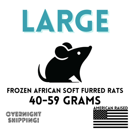 Frozen Large African Soft Furred Rats | 10 Count